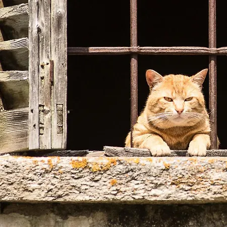 Delle Lobbie Holiday home Ceppo Morelli