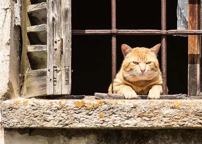 Delle Lobbie Dom wakacyjny Ceppo Morelli